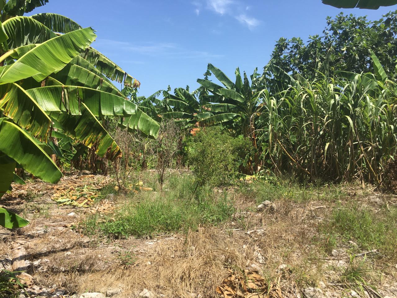 Ninth image of 127 Columbus Crescent in St. Ann's Bay, St. Ann, Jamaica - property is For Sale