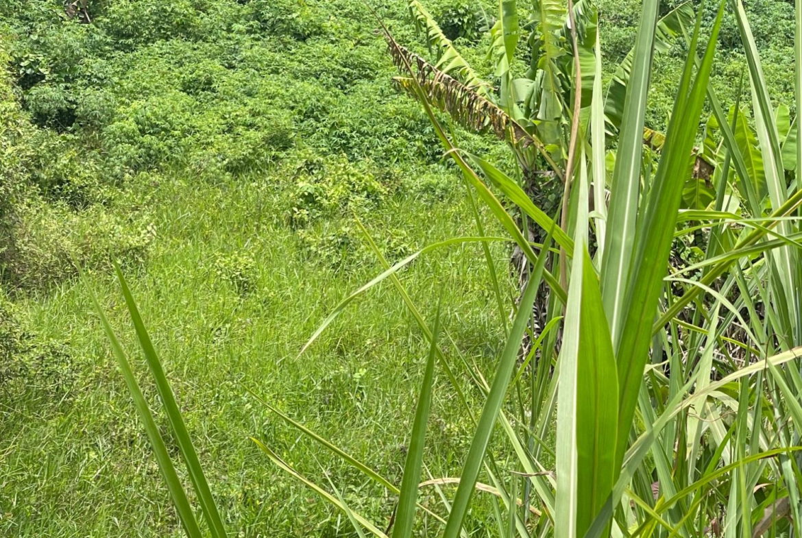 Second image of Lot No. 74- Williamsfield Gardens in Williamsfield, Manchester, Jamaica - property is For Sale