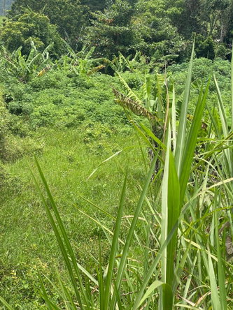 Second image of Lot No. 74- Williamsfield Gardens in Williamsfield, Manchester, Jamaica - property is For Sale