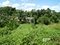 First image of Lot-82 Zoysia Drive in Green Island, Hanover, Jamaica - property is For Sale