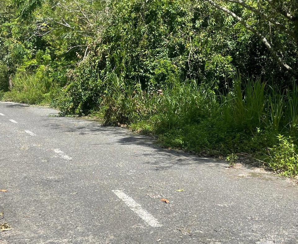 Sixth image of 21 Red Hills in Red Hills, St. Andrew, Jamaica - property is For Sale