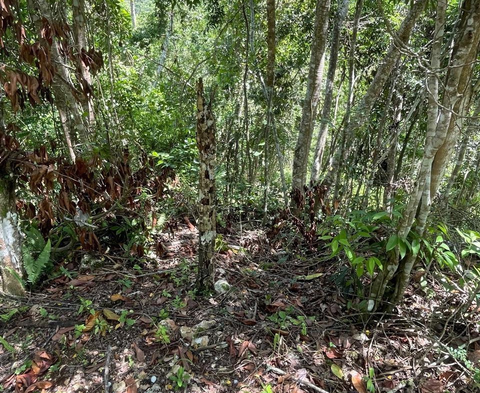 Seventh image of 21 Red Hills in Red Hills, St. Andrew, Jamaica - property is For Sale
