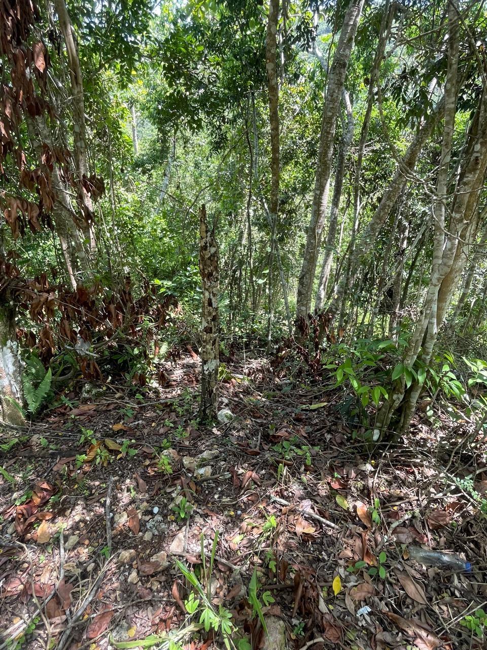 Seventh image of 21 Red Hills in Red Hills, St. Andrew, Jamaica - property is For Sale