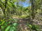 First image of 21 Red Hills in Red Hills, St. Andrew, Jamaica - property is For Sale