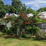 First image of Drapers, Portland in Drapers, Portland, Jamaica - property is For Sale