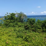 First image of Salt Gut Boscobel st Mary in Boscobel, St. Mary, Jamaica - property is For Sale