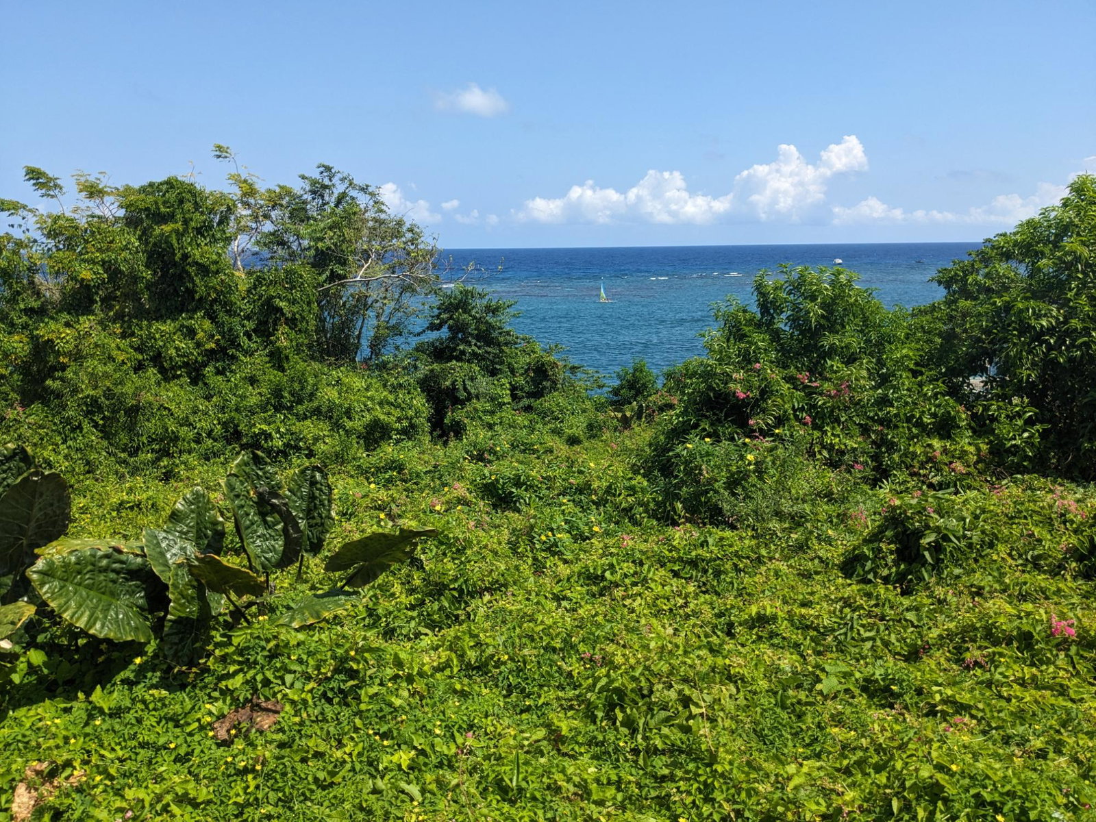 Third image of Salt Gut Boscobel st Mary in Boscobel, St. Mary, Jamaica - property is For Sale