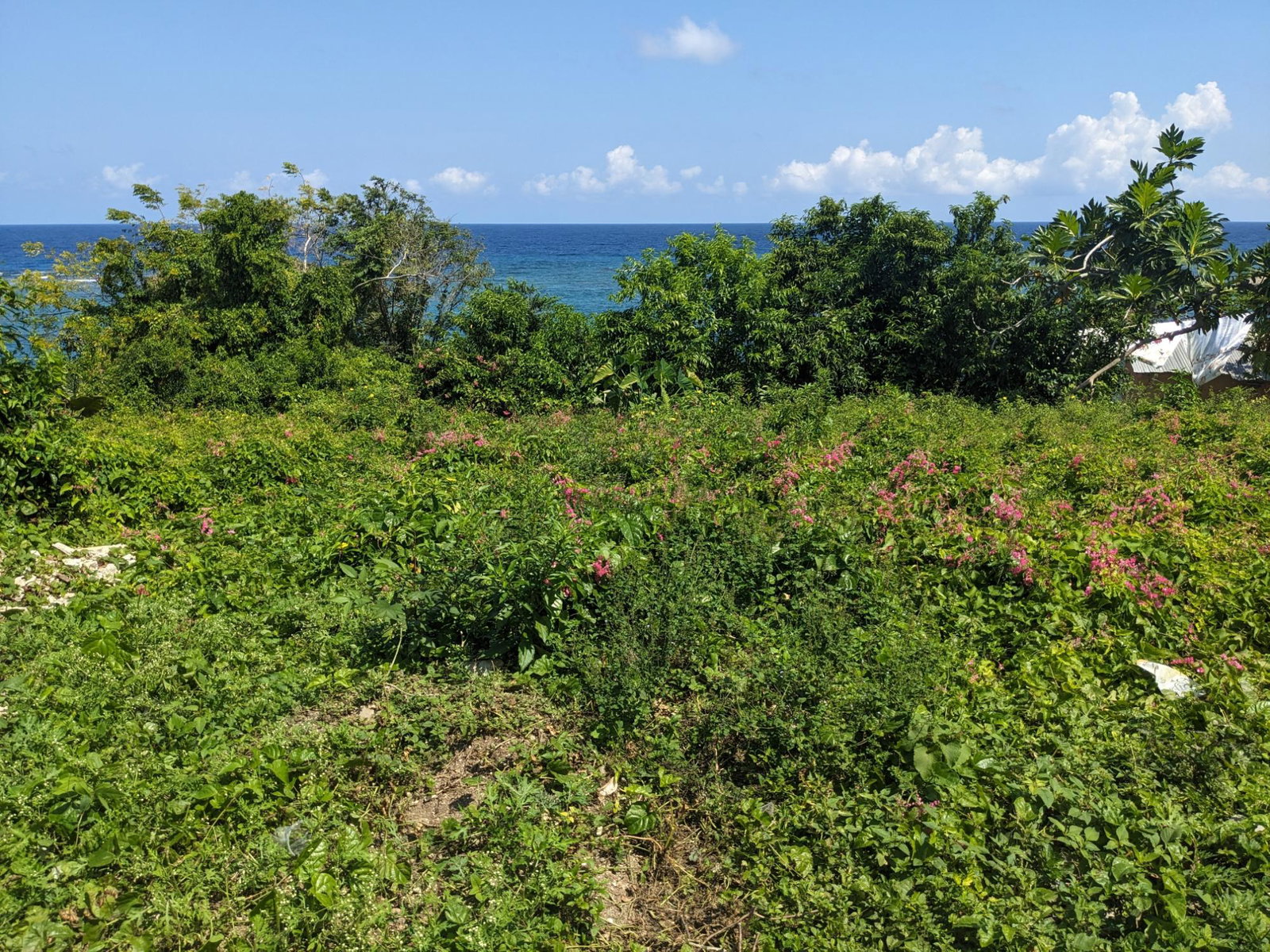 Fourth image of Salt Gut Boscobel st Mary in Boscobel, St. Mary, Jamaica - property is For Sale