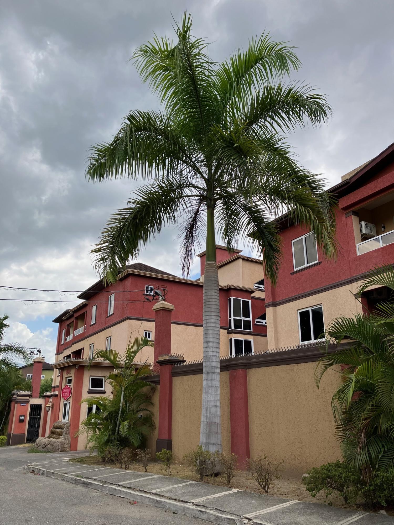 First image of 12-9-11 Washington Drive, Kingsto in Kingston 10, St. Andrew, Jamaica - property is For Sale