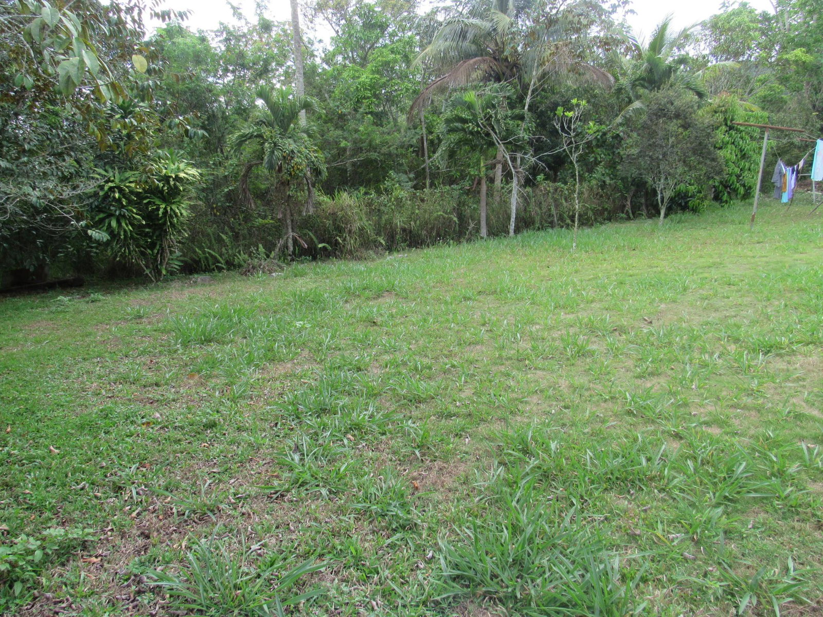 Seventeenth image of Part of Hatfield, Manches in Hatfield, Manchester, Jamaica - property is For Sale