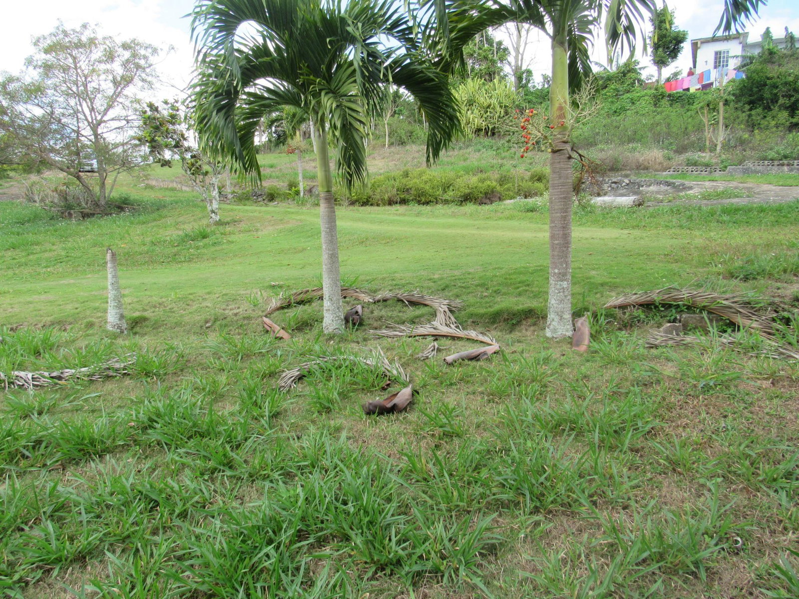 Eighteenth image of Part of Hatfield, Manches in Hatfield, Manchester, Jamaica - property is For Sale