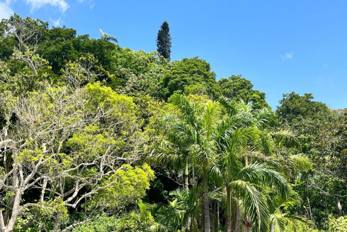 Tenth image of Apt G4- Palm Grove Estate, Mdvl in Mandeville, Manchester, Jamaica - property is For Sale