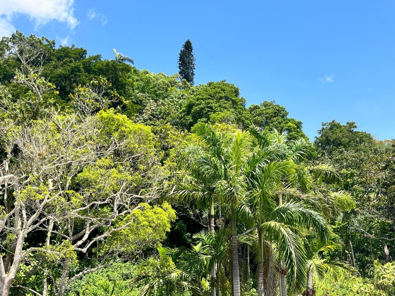 Tenth image of Apt G4- Palm Grove Estate, Mdvl in Mandeville, Manchester, Jamaica - property is For Sale