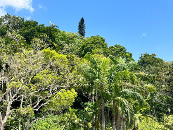 Tenth image of Apt G4- Palm Grove Estate, Mdvl in Mandeville, Manchester, Jamaica - property is For Sale