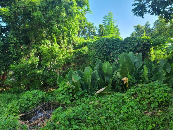 Eighth image of 99 Boscobel Phase 1 in Boscobel, St. Mary, Jamaica - property is For Sale