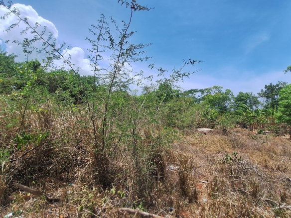 First image of Lot 176 Queenhythe District, Disc in Queenhythe, St. Ann, Jamaica - property is For Sale