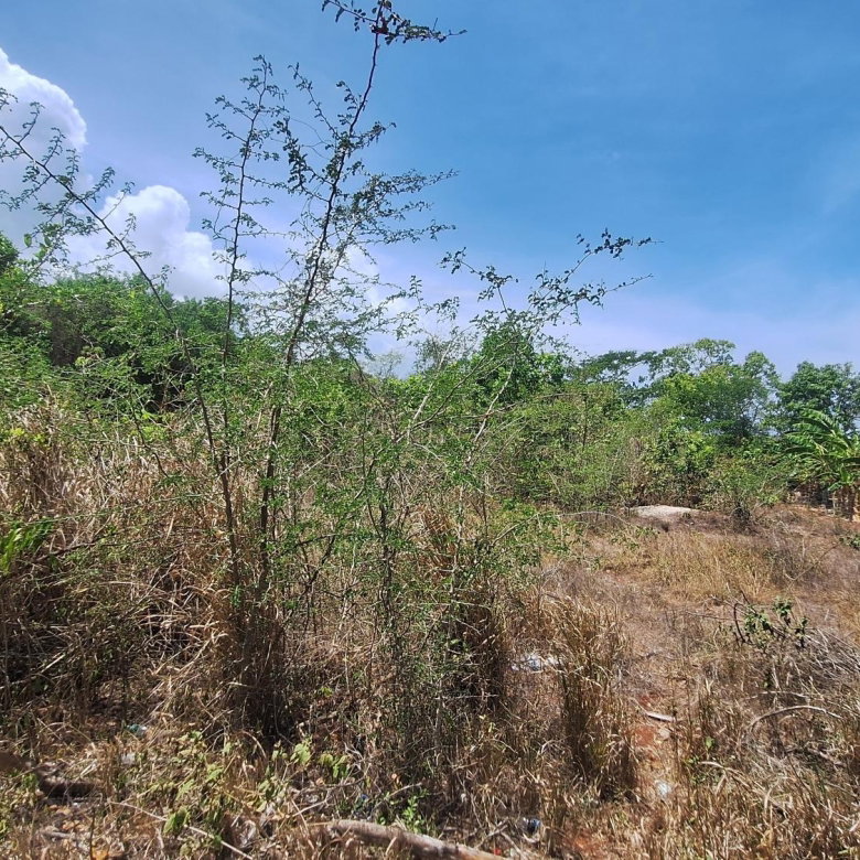 First image of Lot 176 Queenhythe District, Disc in Queenhythe, St. Ann, Jamaica - property is For Sale