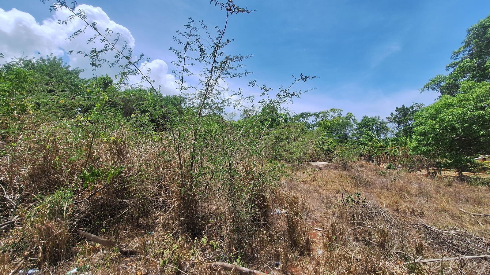 First image of Lot 176 Queenhythe District, Disc in Queenhythe, St. Ann, Jamaica - property is For Sale