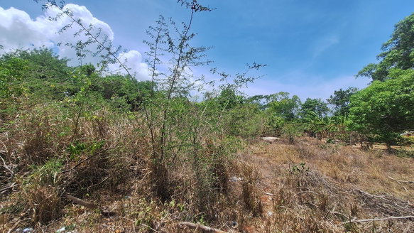 First image of Lot 176 Queenhythe District, Disc in Queenhythe, St. Ann, Jamaica - property is For Sale