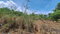 First image of Lot 176 Queenhythe District, Disc in Queenhythe, St. Ann, Jamaica - property is For Sale