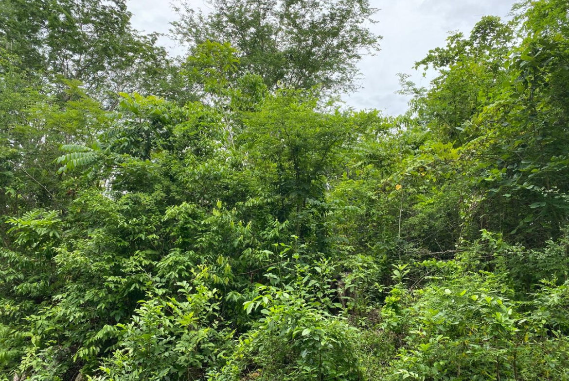 First image of Oracabessa Coleraine in Oracabessa, St. Mary, Jamaica - property is For Sale