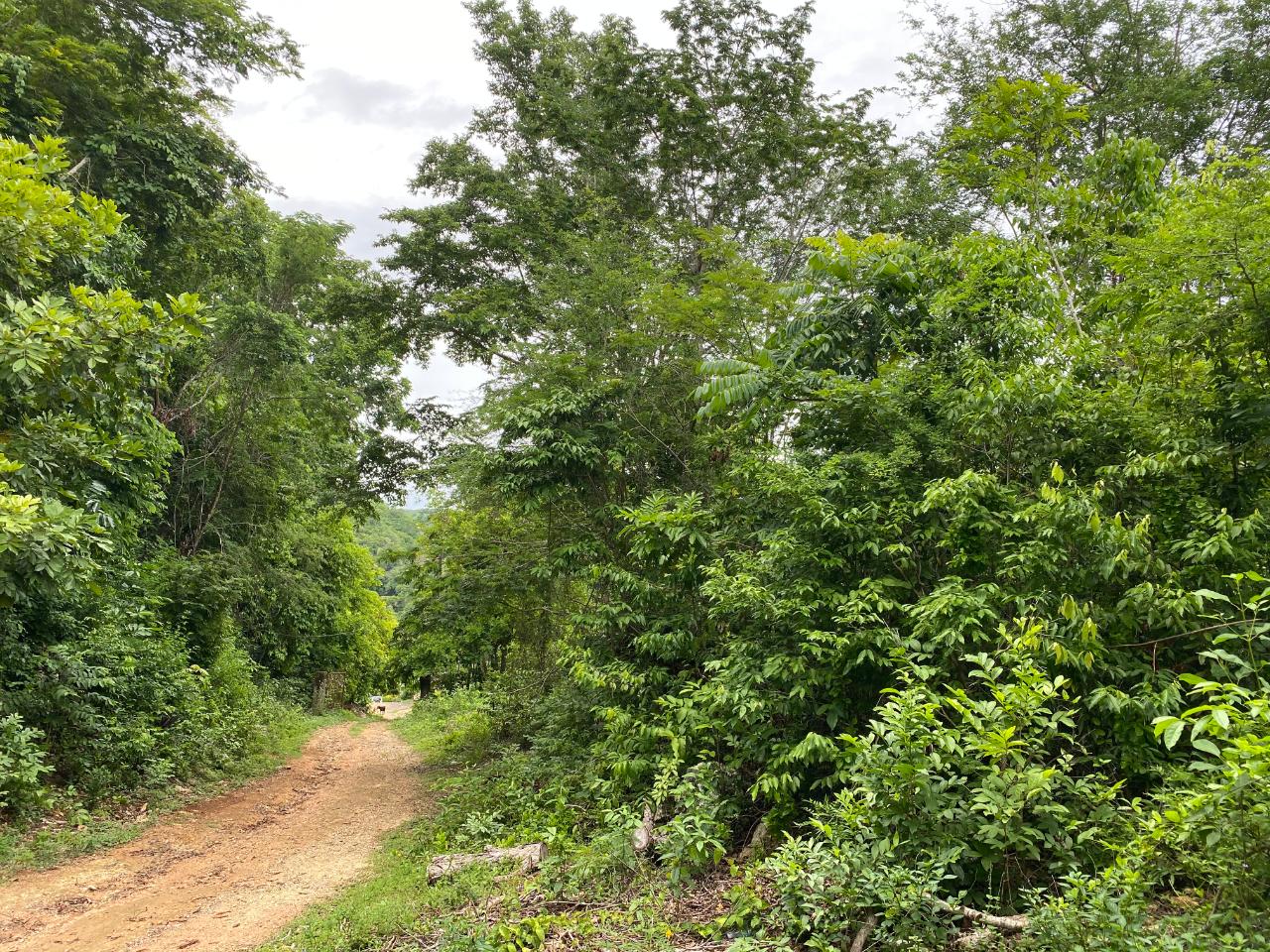 Fifth image of Oracabessa Coleraine in Oracabessa, St. Mary, Jamaica - property is For Sale