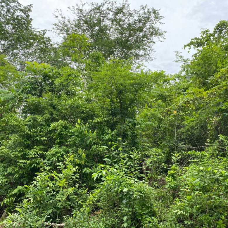 First image of Oracabessa Coleraine in Oracabessa, St. Mary, Jamaica - property is For Sale