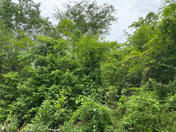 First image of Oracabessa Coleraine in Oracabessa, St. Mary, Jamaica - property is For Sale