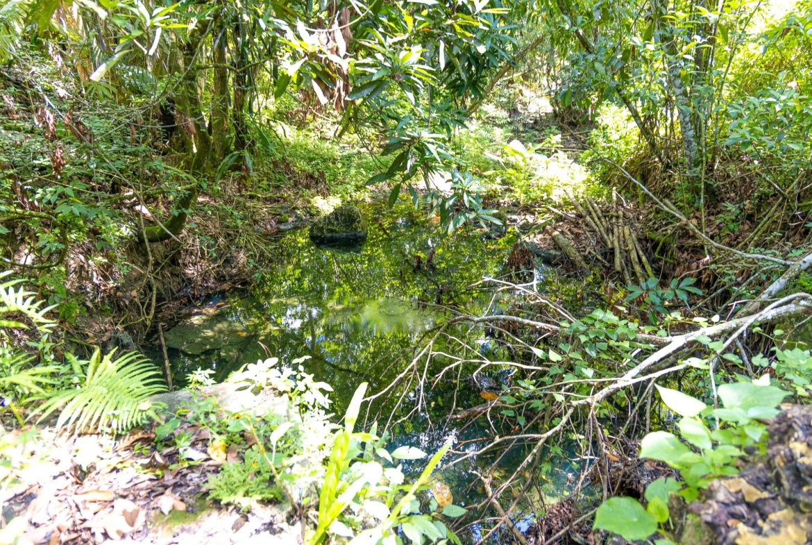 Eleventh image of Union Pen in Union Hill, St. Mary, Jamaica - property is For Sale