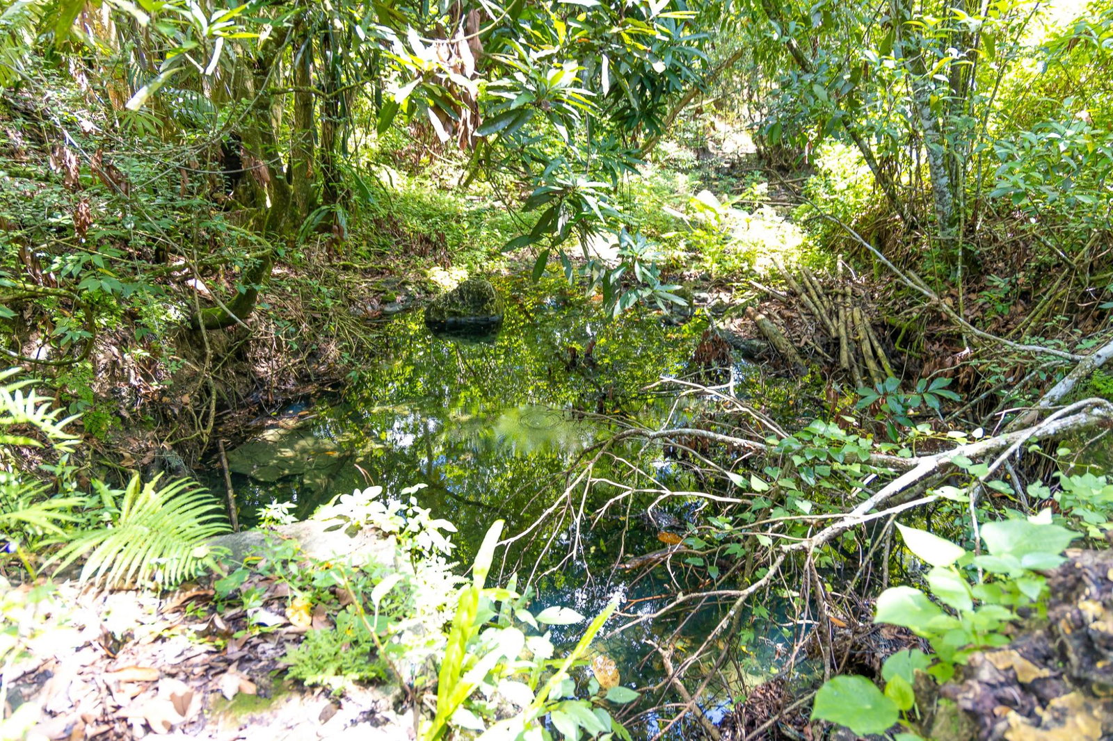 Eleventh image of Union Pen in Union Hill, St. Mary, Jamaica - property is For Sale