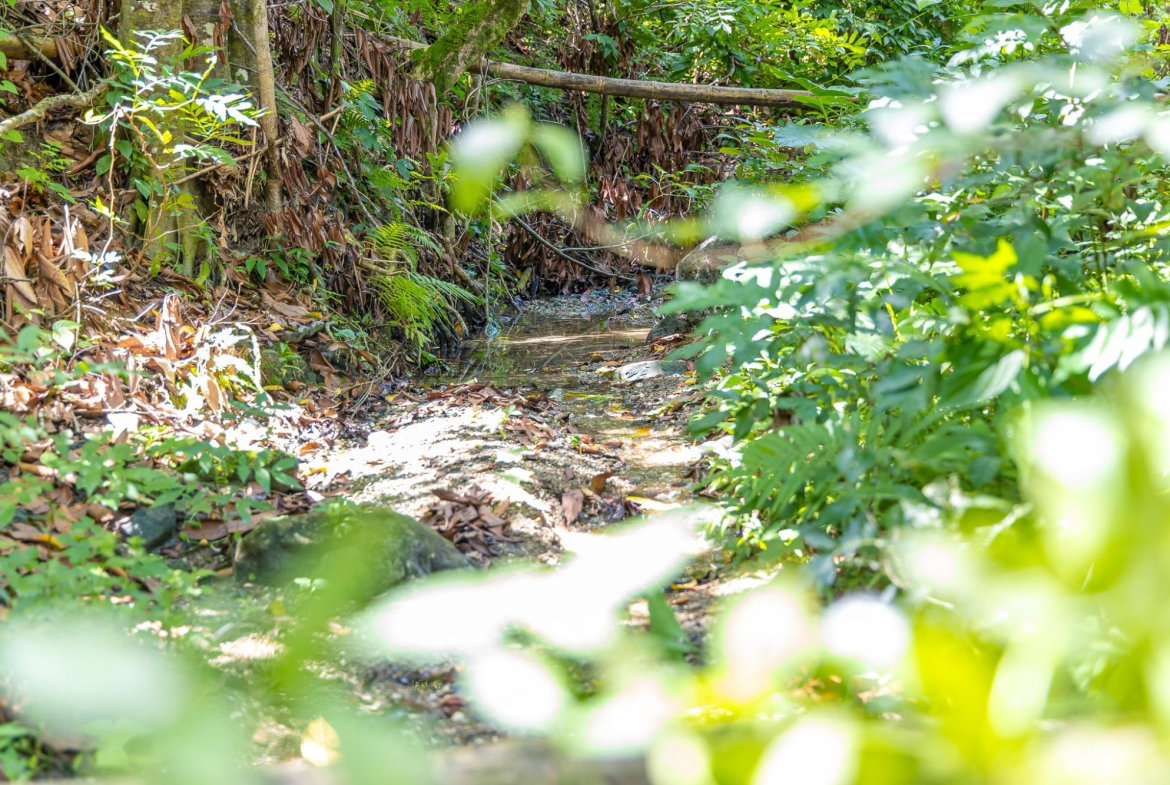 Twelfth image of Union Pen in Union Hill, St. Mary, Jamaica - property is For Sale