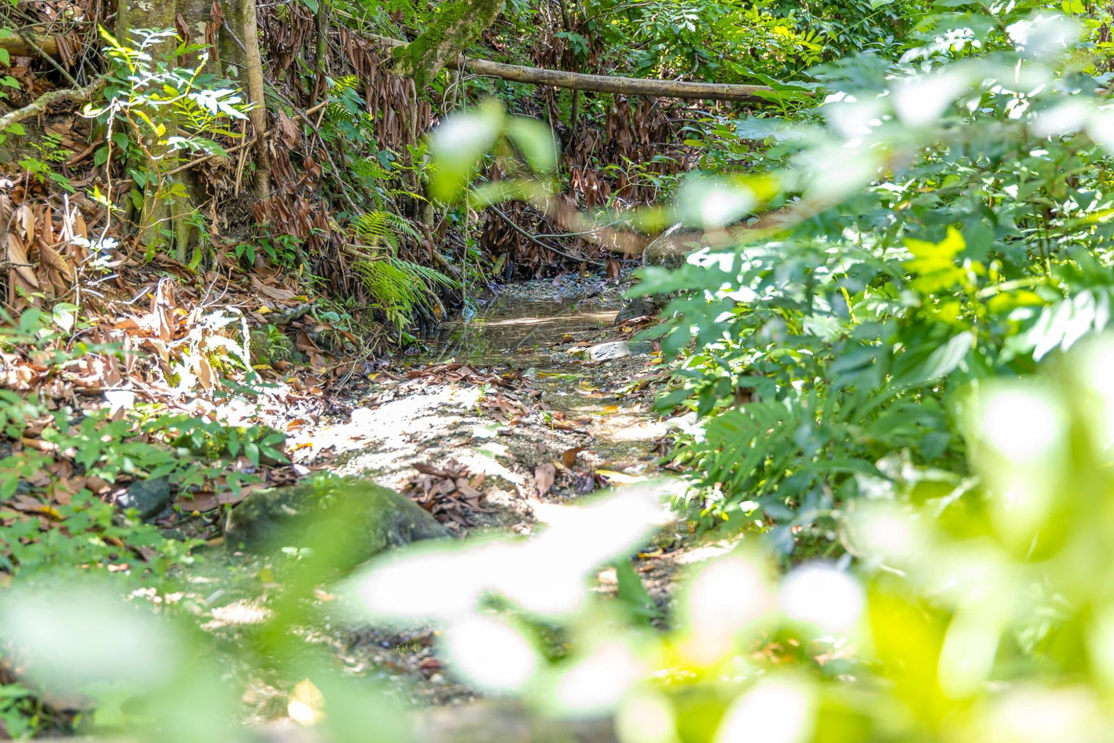 Twelfth image of Union Pen in Union Hill, St. Mary, Jamaica - property is For Sale