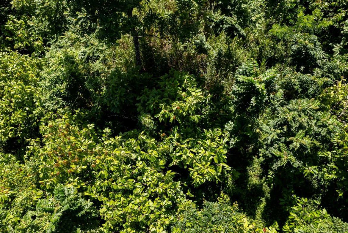 Thirteenth image of Union Pen in Union Hill, St. Mary, Jamaica - property is For Sale