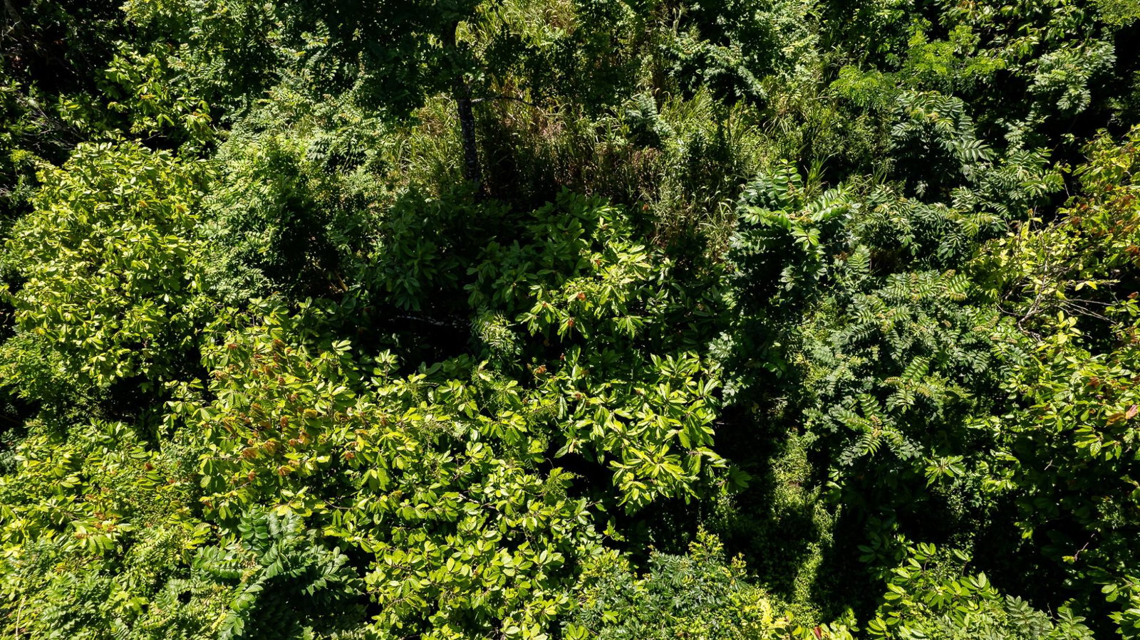 Thirteenth image of Union Pen in Union Hill, St. Mary, Jamaica - property is For Sale