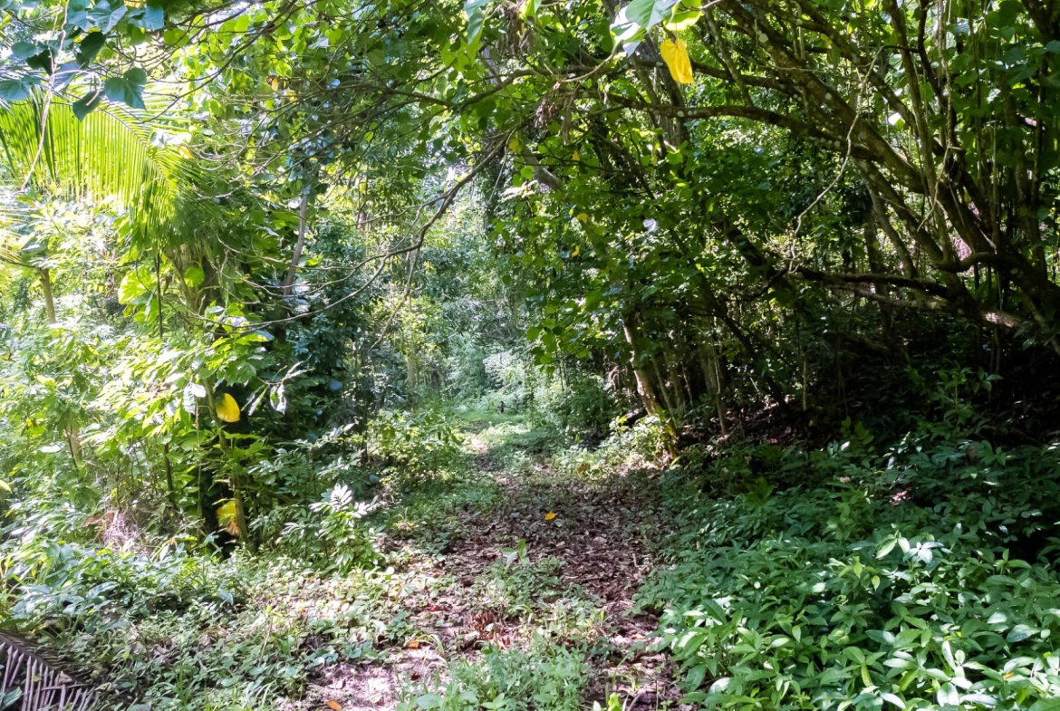 Seventeenth image of Union Pen in Union Hill, St. Mary, Jamaica - property is For Sale