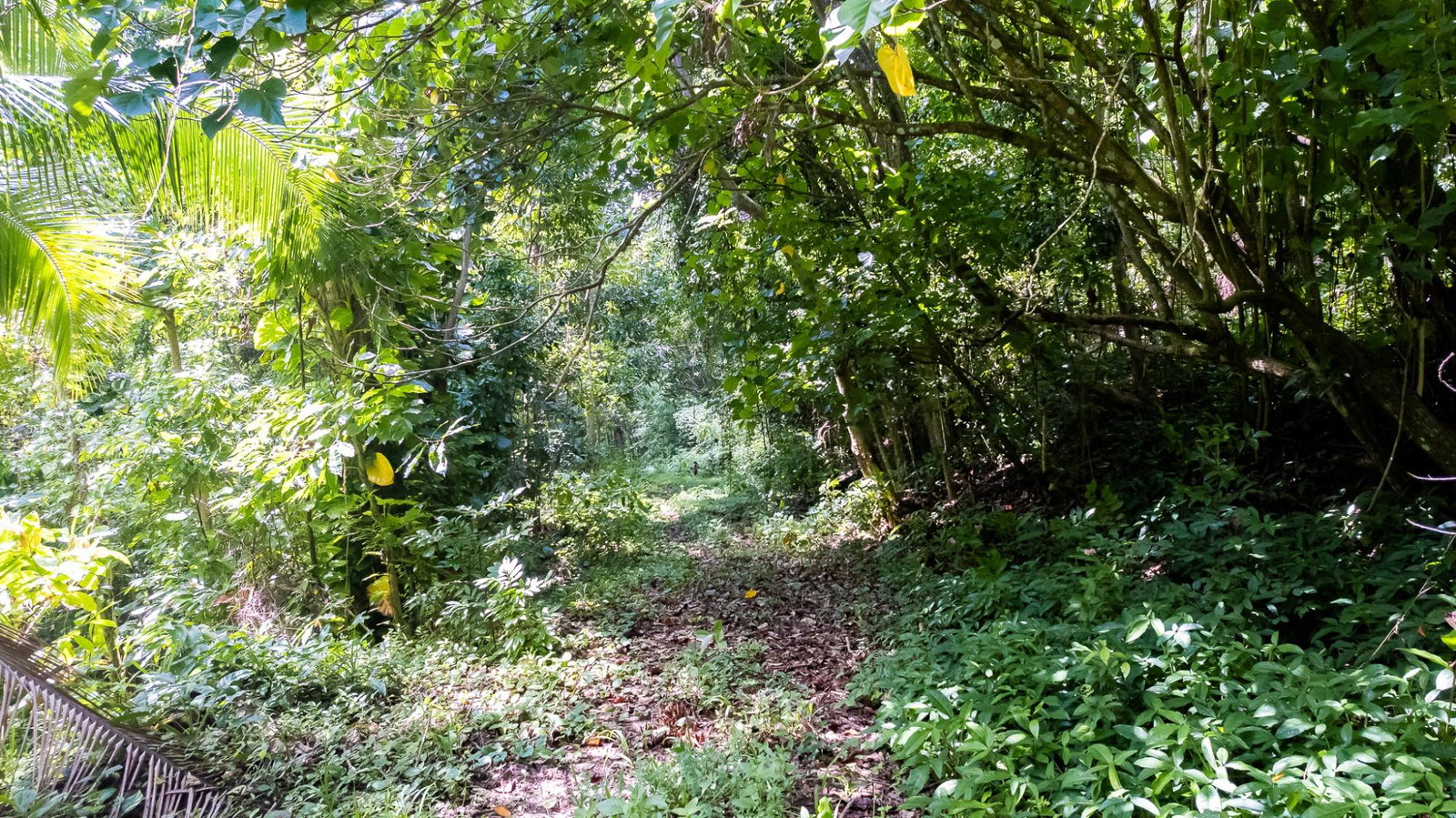 Seventeenth image of Union Pen in Union Hill, St. Mary, Jamaica - property is For Sale