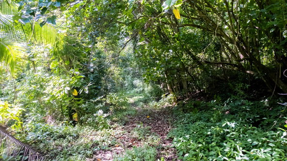 Seventeenth image of Union Pen in Union Hill, St. Mary, Jamaica - property is For Sale