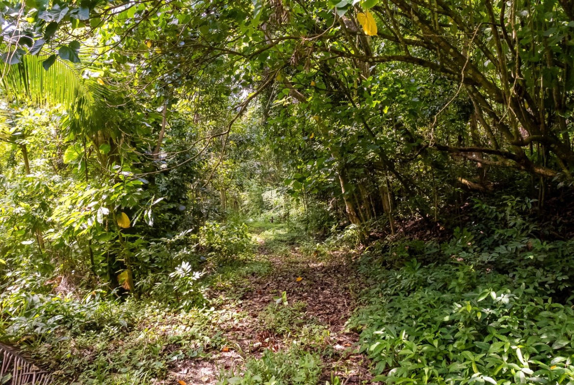 Eighteenth image of Union Pen in Union Hill, St. Mary, Jamaica - property is For Sale