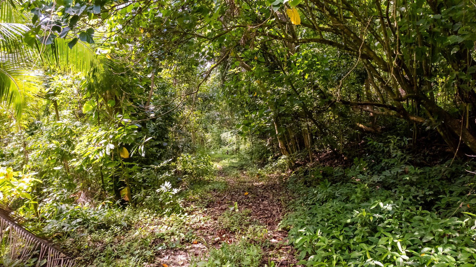 Eighteenth image of Union Pen in Union Hill, St. Mary, Jamaica - property is For Sale