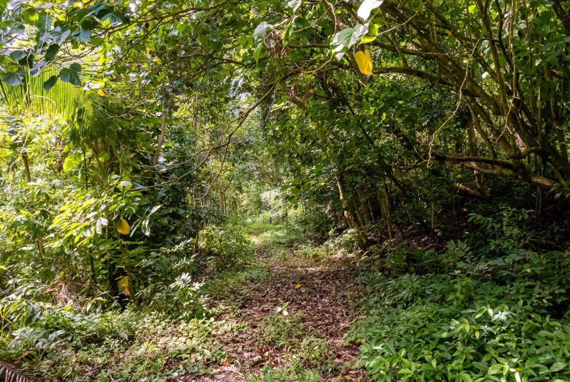 Nineteenth image of Union Pen in Union Hill, St. Mary, Jamaica - property is For Sale