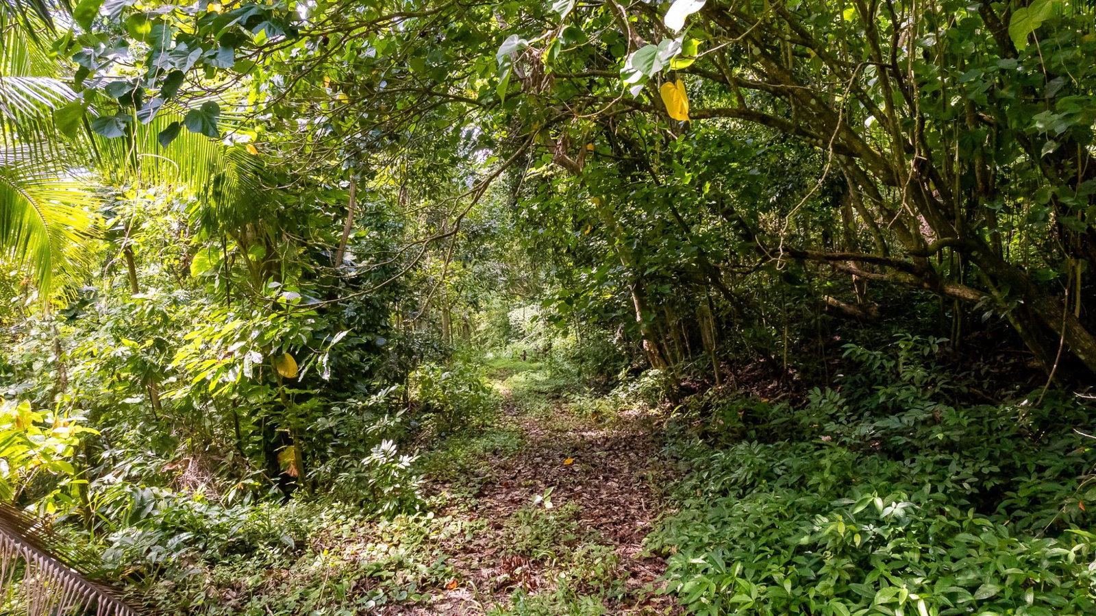 Nineteenth image of Union Pen in Union Hill, St. Mary, Jamaica - property is For Sale