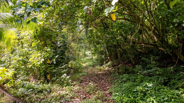 Nineteenth image of Union Pen in Union Hill, St. Mary, Jamaica - property is For Sale