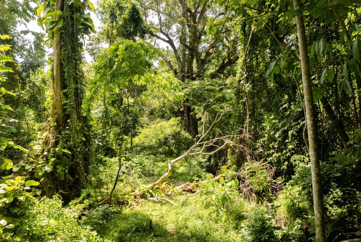 Twentieth image of Union Pen in Union Hill, St. Mary, Jamaica - property is For Sale