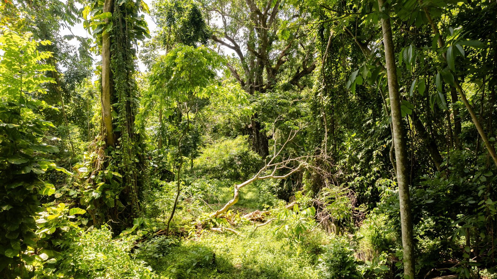Twentieth image of Union Pen in Union Hill, St. Mary, Jamaica - property is For Sale