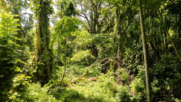 Twentieth image of Union Pen in Union Hill, St. Mary, Jamaica - property is For Sale