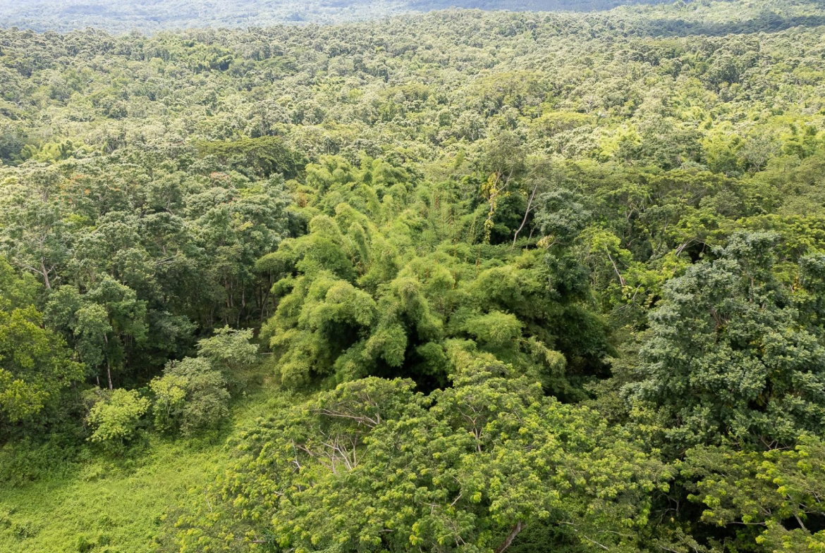 Twenty-Second image of Union Pen in Union Hill, St. Mary, Jamaica - property is For Sale