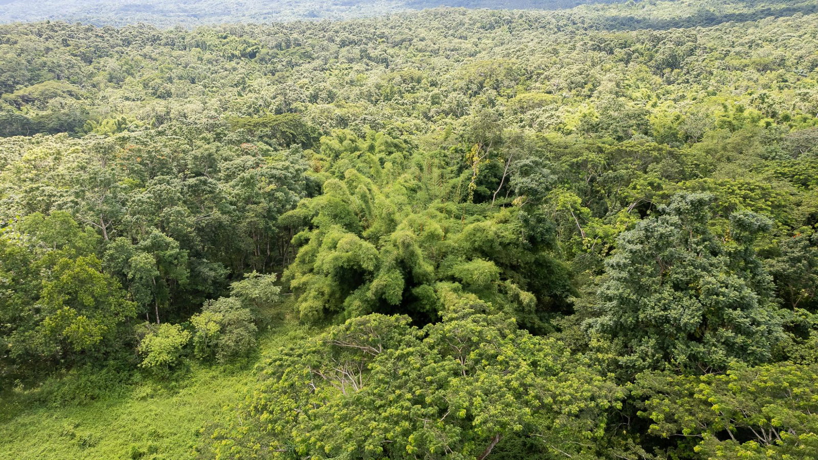Twenty-Second image of Union Pen in Union Hill, St. Mary, Jamaica - property is For Sale