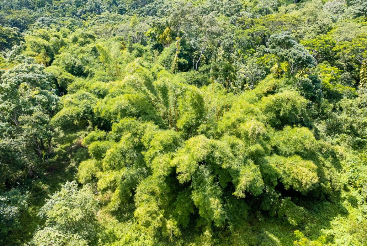Twenty-Third image of Union Pen in Union Hill, St. Mary, Jamaica - property is For Sale