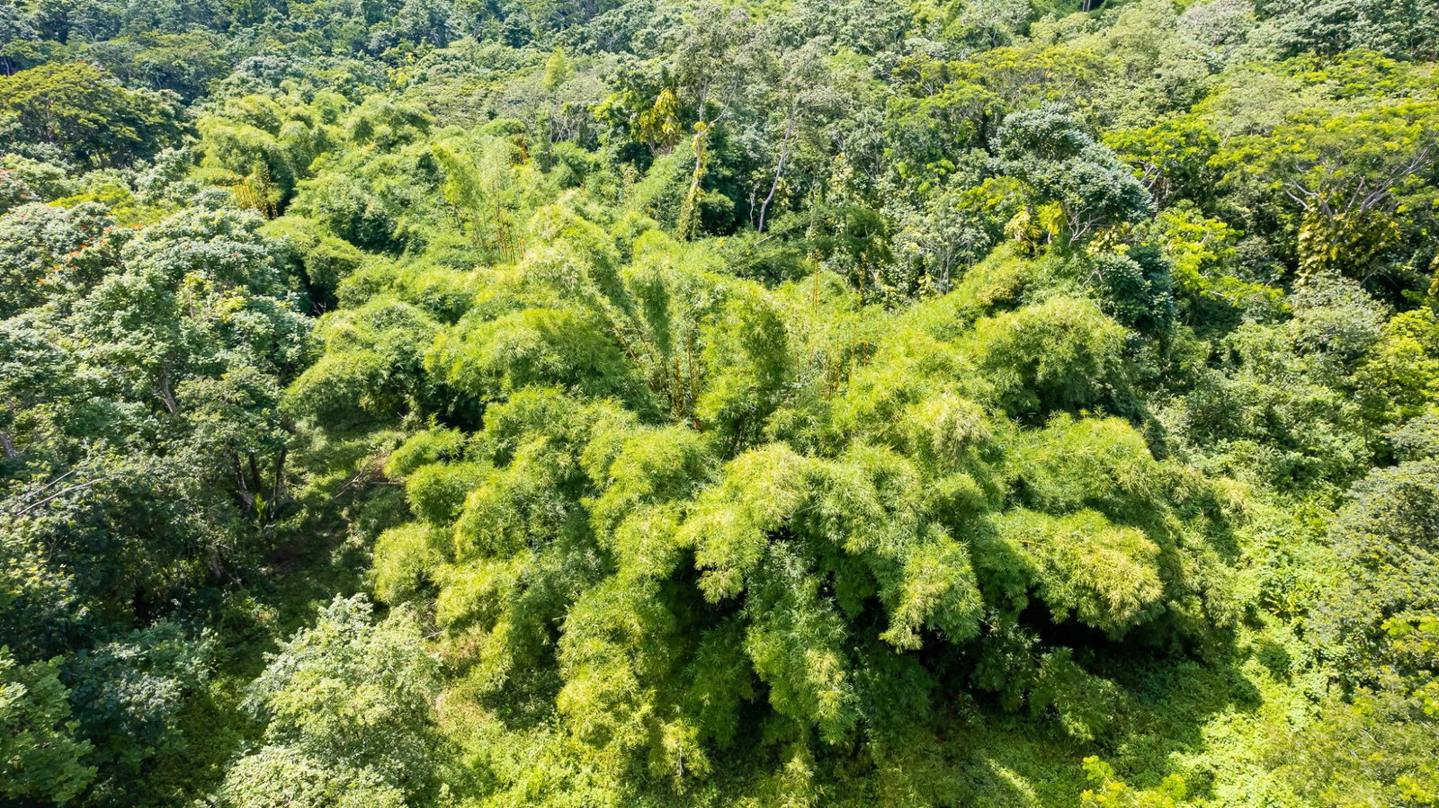 Twenty-Third image of Union Pen in Union Hill, St. Mary, Jamaica - property is For Sale