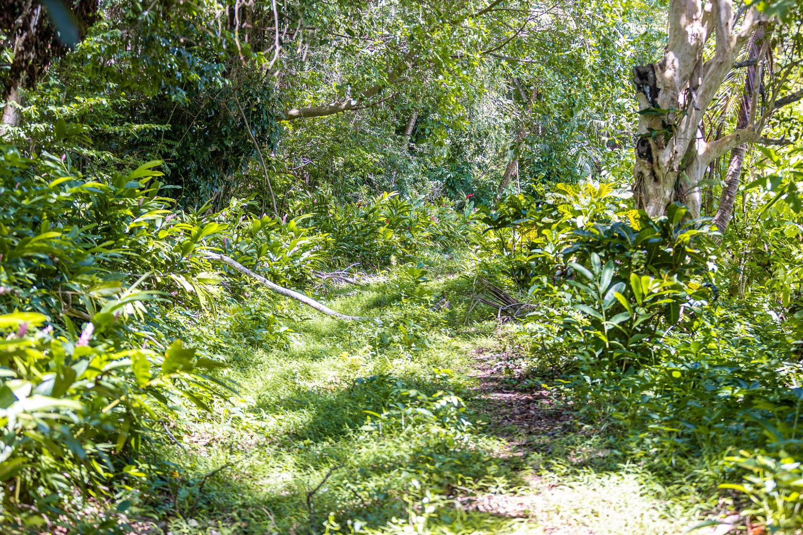 Fourth image of Union Pen in Union Hill, St. Mary, Jamaica - property is For Sale
